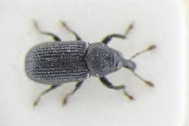 Attēlu rezultāti vaicājumam “Magdalis sp.”