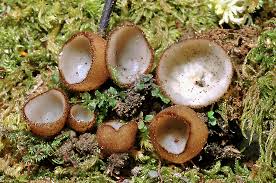 Attēlu rezultāti vaicājumam “Humaria hemisphaerica”