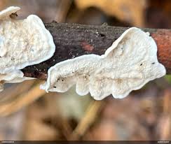 Attēlu rezultāti vaicājumam “Plicatura nivea”