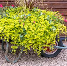 Attēlu rezultāti vaicājumam “Lysimachia nummularia”