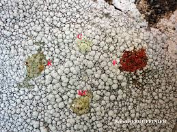 Attēlu rezultāti vaicājumam “Pertusaria amara”