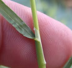 Attēlu rezultāti vaicājumam “Poa remota bud”