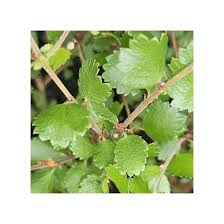 Attēlu rezultāti vaicājumam “Betula nana leaf”