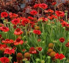 Image result for Gaillardia `Kobold`