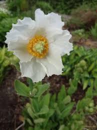 Image result for Meconopsis betonicifolia alba