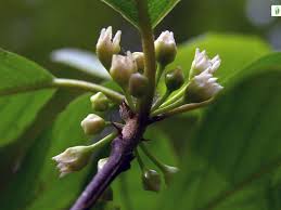 Attēlu rezultāti vaicājumam “Frangula alnus flower”