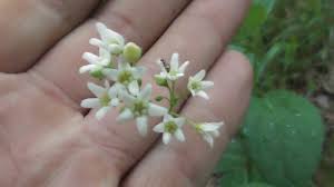 Attēlu rezultāti vaicājumam “Vincetoxicum hirundinaria fruit”