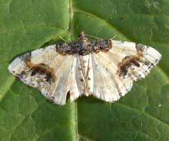 Attēlu rezultāti vaicājumam “Ligdia adustata”