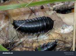 Attēlu rezultāti vaicājumam “Silpha obscura larva”