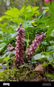 Attēlu rezultāti vaicājumam “Lathraea squamaria bud”