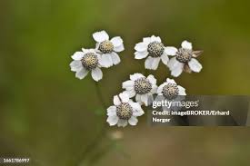 Attēlu rezultāti vaicājumam “Achillea salicifolia”