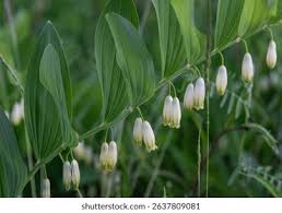 Attēlu rezultāti vaicājumam “Polygonatum odoratum flower”