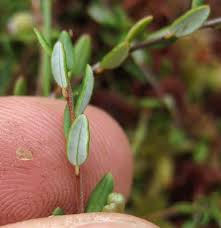 Attēlu rezultāti vaicājumam “Oxycoccus leaf”