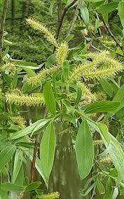 Attēlu rezultāti vaicājumam “Salix alba var. alba”