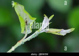 Attēlu rezultāti vaicājumam “Rhopalosiphum oxyacanthae”