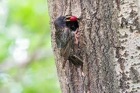 Attēlu rezultāti vaicājumam “Sturnus vulgaris nest”