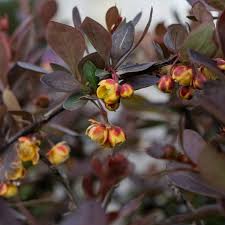Attēlu rezultāti vaicājumam “Berberis thunbergii flower”