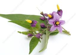 Attēlu rezultāti vaicājumam “Solanum dulcamara flower”