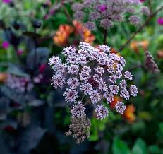 Attēlu rezultāti vaicājumam “Angelica sylvestris flower”