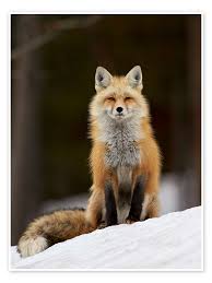 Attēlu rezultāti vaicājumam “Vulpes vulpes”