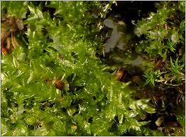 Attēlu rezultāti vaicājumam “Oxyrrhynchium hians var. rigidum macro”