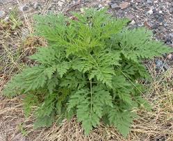 Attēlu rezultāti vaicājumam “Ambrosia artemisiifolia bud”