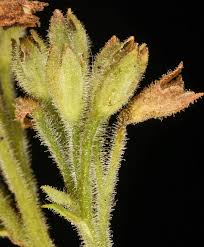 Attēlu rezultāti vaicājumam “Polemonium caeruleum bud”