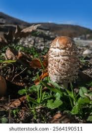 Attēlu rezultāti vaicājumam “Macrolepiota rhacodes var. bohemica”