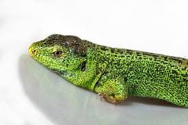 Attēlu rezultāti vaicājumam “Lacerta agilis male”