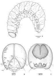 Attēlu rezultāti vaicājumam “Carterocephalus silvicolus underside”