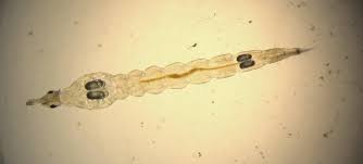 Attēlu rezultāti vaicājumam “Chironomidae larvae”