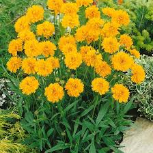 Image result for Coreopsis