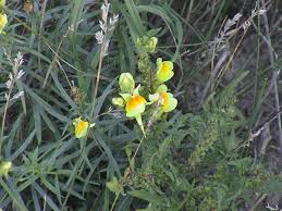 Attēlu rezultāti vaicājumam “Linaria vulgaris leaf”
