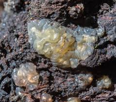 Attēlu rezultāti vaicājumam “Myxarium nucleatum”