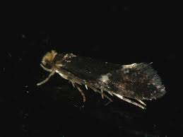 Attēlu rezultāti vaicājumam “Monopis weaverella”