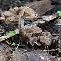 Attēlu rezultāti vaicājumam “Pseudocraterellus sinuosus”