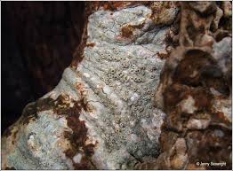 Attēlu rezultāti vaicājumam “Thelotrema lepadinum”