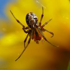 Attēlu rezultāti vaicājumam “Phylloneta sp.”