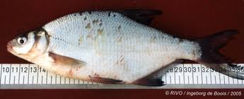 Image result for Abramis brama