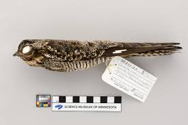 Image result for Chordeiles minor