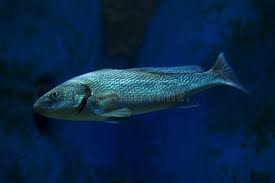 Image result for Umbrina cirrosa