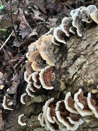 Attēlu rezultāti vaicājumam “Thelephora terrestris”