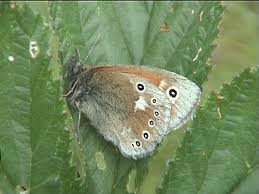Attēlu rezultāti vaicājumam “Coenonympha tullia underside”