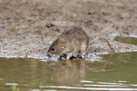 Attēlu rezultāti vaicājumam “Rattus norvegicus”