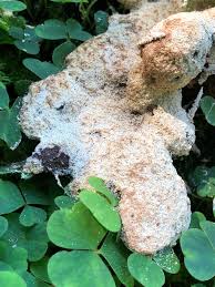 Attēlu rezultāti vaicājumam “Fuligo cinerea spores”