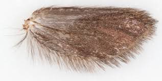 Attēlu rezultāti vaicājumam “Incurvaria oehlmanniella”