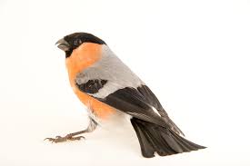 Attēlu rezultāti vaicājumam “Pyrrhula pyrrhula”