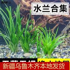 「扭蘭」的圖片搜尋結果