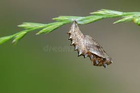 Attēlu rezultāti vaicājumam “Brenthis daphne underside”