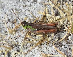 Attēlu rezultāti vaicājumam “Myrmeleotettix maculatus”